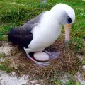 Най-старият албатрос в света все още е полов атлет