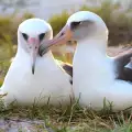 За албатросите от А до Я