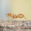 Амбициозна мравка опита да свие диамант (СНИМКИ)