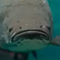 Уникално. Вижте рибата от Амазонка, която диша с бели дробове