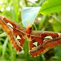 Уникални пеперуди ще бъдат представени в Бургас