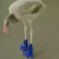 Бебе фламинго се учи да ходи със специални ботушки