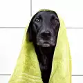 Отвориха обществена баня за кучета в София