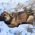 Откриха труп на убито куче, изхвърлено в контейнер