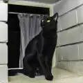 Котките усещат ли духове?
