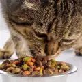 Здравето на котката зависи от белтъчините в храната