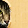Очни болести при котките
