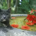 Чудо! Полидактилните котки на Хемингуей невредими след Ирма