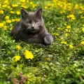 Грижи за котката през пролетта