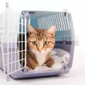 Съвети за безопасно пътуване с котка