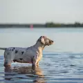 Строги санкции за разхождането на кучета по Южния плаж в Несебър