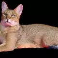 Котка Чаузи