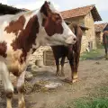Мистериозна зараза мори добитъка в Каспичан! Жителите искат отговори