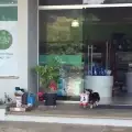 Куче от Бразилия пазарува само