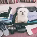 Превоз на куче със самолет