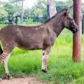 Уникално! Зебраре се роди в Китай