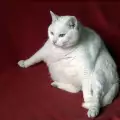 Затлъстяване при котките