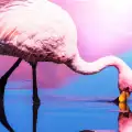 Фламинго без крак се сдоби с протеза