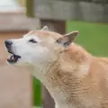 Новогвинейско пеещо куче