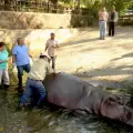 Пребиха до смърт хипопотам от зоопарк в Салвадор