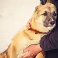 В София започва акция за осиновяване на кучета