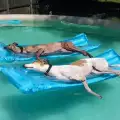 Ето как животните се справят с летните жеги
