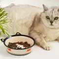 Хранене на бременна котка