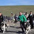 Буковинска овчарка