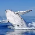 Феномен! Китове се появиха в Адриатическо море