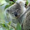 Тази сладка коала изненада пътници по време на полет