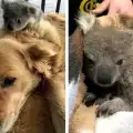 Голдън ретривър организира спасителна акция на коала