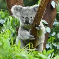 Игрива коала стана оператор