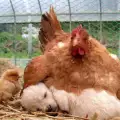 Трогателни снимки на кокошки, осиновили чужди бебета