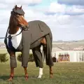 Най-официалният кон в света се фука с костюма си