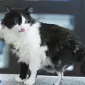 Това е сърцераздирателната история на котето Пух