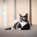 Котка без клепачи взриви интернет с диско визията си