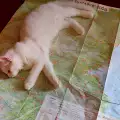 Котка на каишка обикаля цяла България
