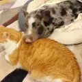 Вижте затрогващото приятелство между прасенце и коте