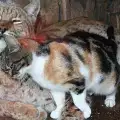Вижте красивата любов между рис и бездомно коте
