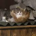Котка отгледа рисче, изоставено от майка си