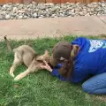 Невероятно! Болно кученце, спасено от евтаназия, проходи (СНИМКИ)