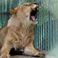 Лъвът Асен е най-новият обитател в зоокът Кенана