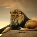 Лъвовете в Разград на прага на оцеляването