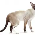 Сейшелска Котка