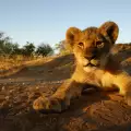 Лъвове задръстиха път в Южна Африка