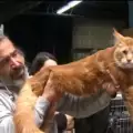 Избраха най-красивата котка на изложение в София