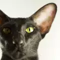 Ориенталска котка