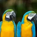 Музика и развлечения за папагала