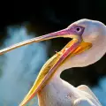 Жителите на село Попина спасяват от зимата бедстващ пеликан