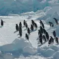 Пингвините предотвратяват самолетни катастрофи